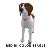 Red Bi-Color Beagle