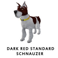 Dark Red Standard Schnauzer