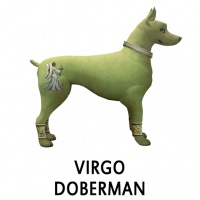 Virgo Doberman