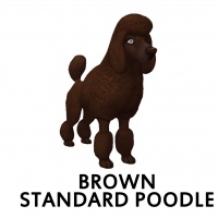 Brown Standard Poodle