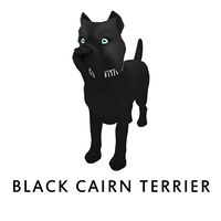 Black Cairn Terrier