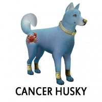 Cancer Husky