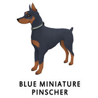 Blue Miniature Pinscher