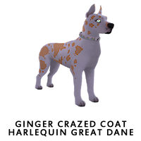 Ginger Crazed Coat Harlequin Great Dane