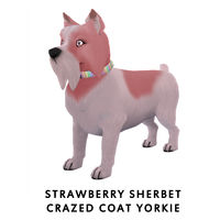 Strawberry Sherbet Crazed Coat Yorkie