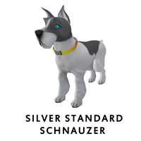 Silver Standard Schnauzer