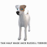 Tan Half Mask Jack Russell Terrier