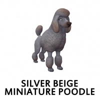 Silver Beige Miniature Poodle