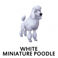 White Miniature Poodle