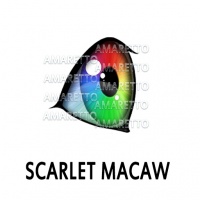 Scarlet Macaw