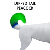 Dipped Tail Peacock