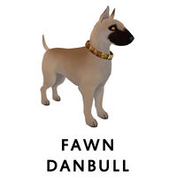 Fawn Danbull