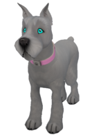 Light Grey Miniature Schnauzer