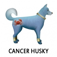 Cancer Husky