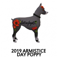 2019 Armistice Day - Poppy