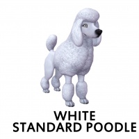 White Standard Poodle