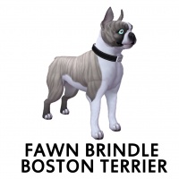 Fawn Brindle Boston Terrier