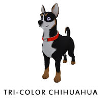 Tri-Color Chihuahua