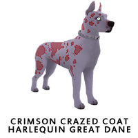 Crimson Crazed Coat Harlequin Great Dane