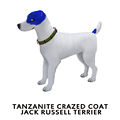 TanzaniteCrazed Coat Jack Russell Terrier.jpg