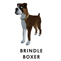 Brindle Boxer