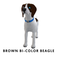 Brown Bi-Color Beagle