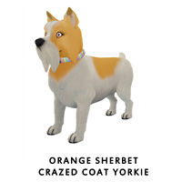 Orange Sherbet Crazed Coat Yorkie